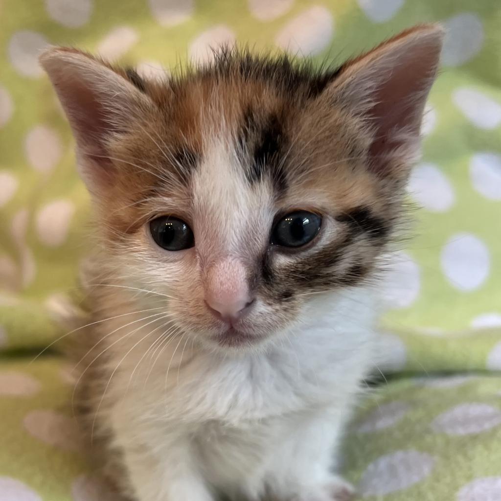 Enlarge Krissy, a Adoptable Domestic Short Hair in Muncie, IN image 2/4