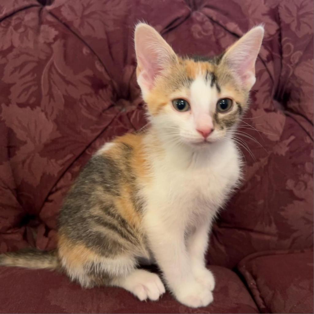 Enlarge Krissy, a Adoptable Domestic Short Hair in Muncie, IN image 3/4