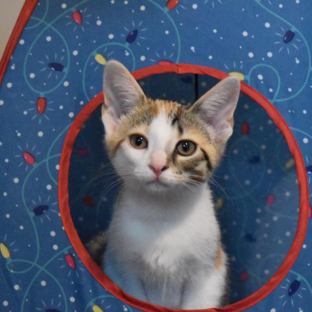 Enlarge Krissy, a Adoptable Domestic Short Hair in Muncie, IN image 4/4