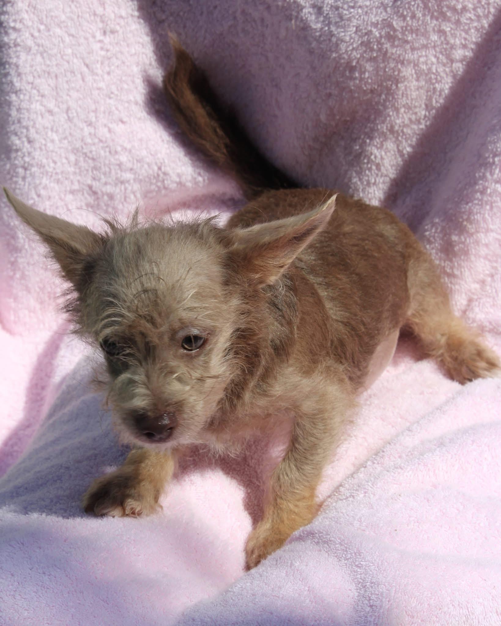 BABY SPICE, a Adoptable mixed breed in Fresno, CA image 3/6