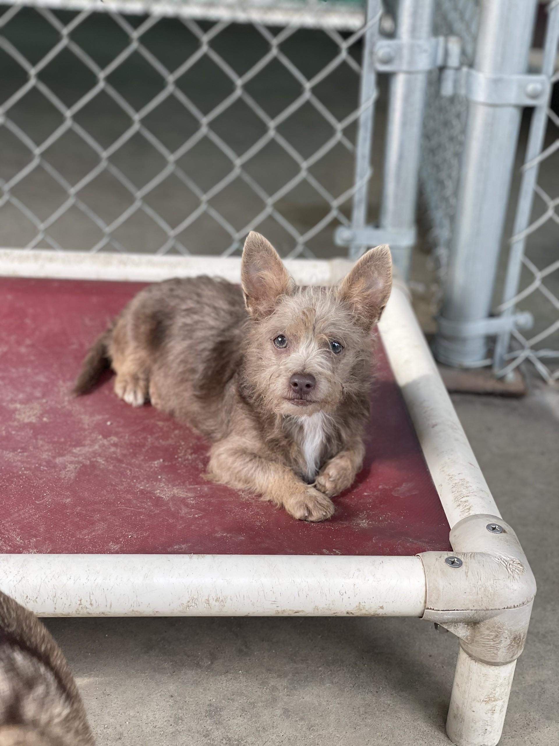 BABY SPICE, a Adoptable mixed breed in Fresno, CA image 1/6