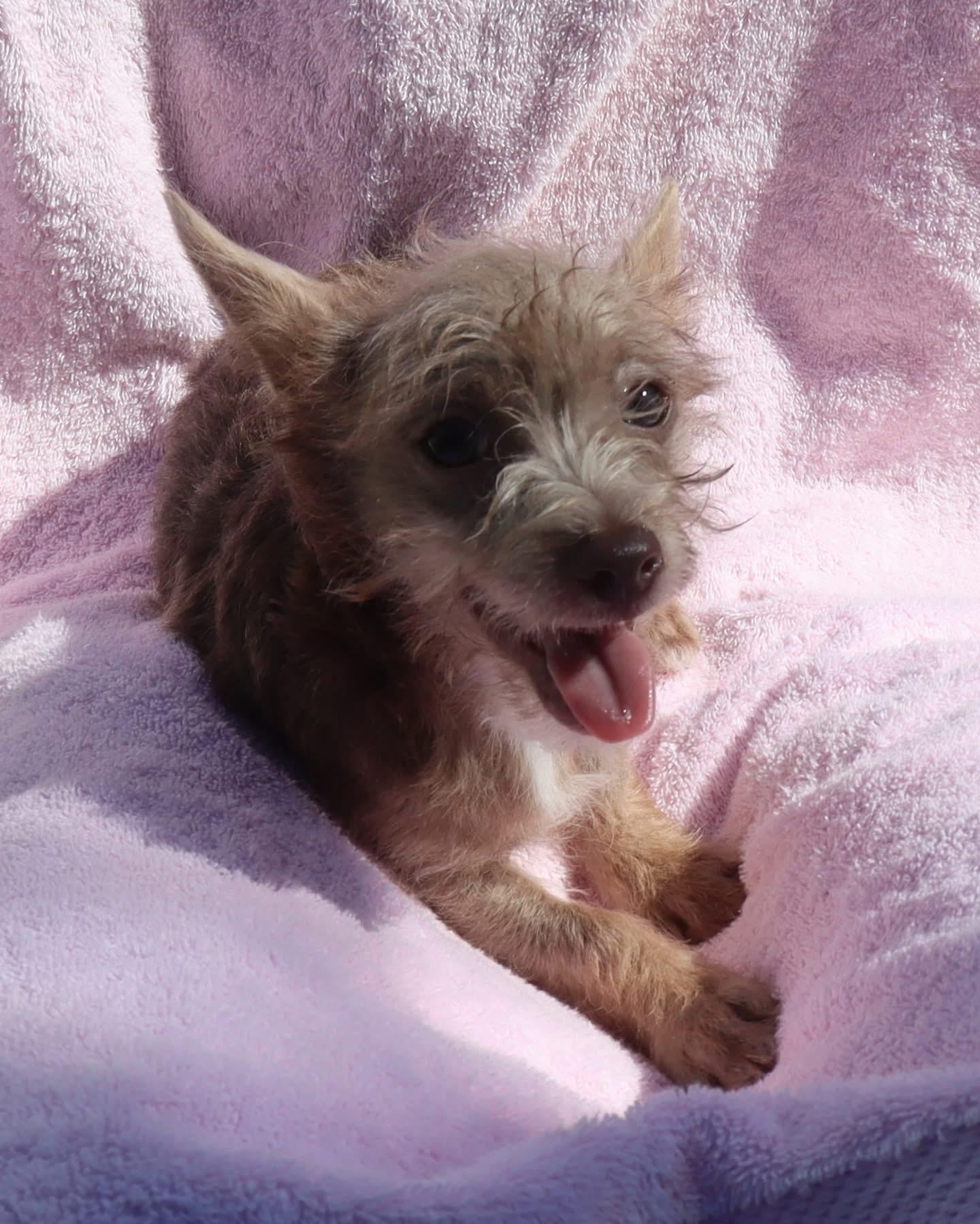 BABY SPICE, a Adoptable mixed breed in Fresno, CA image 4/6