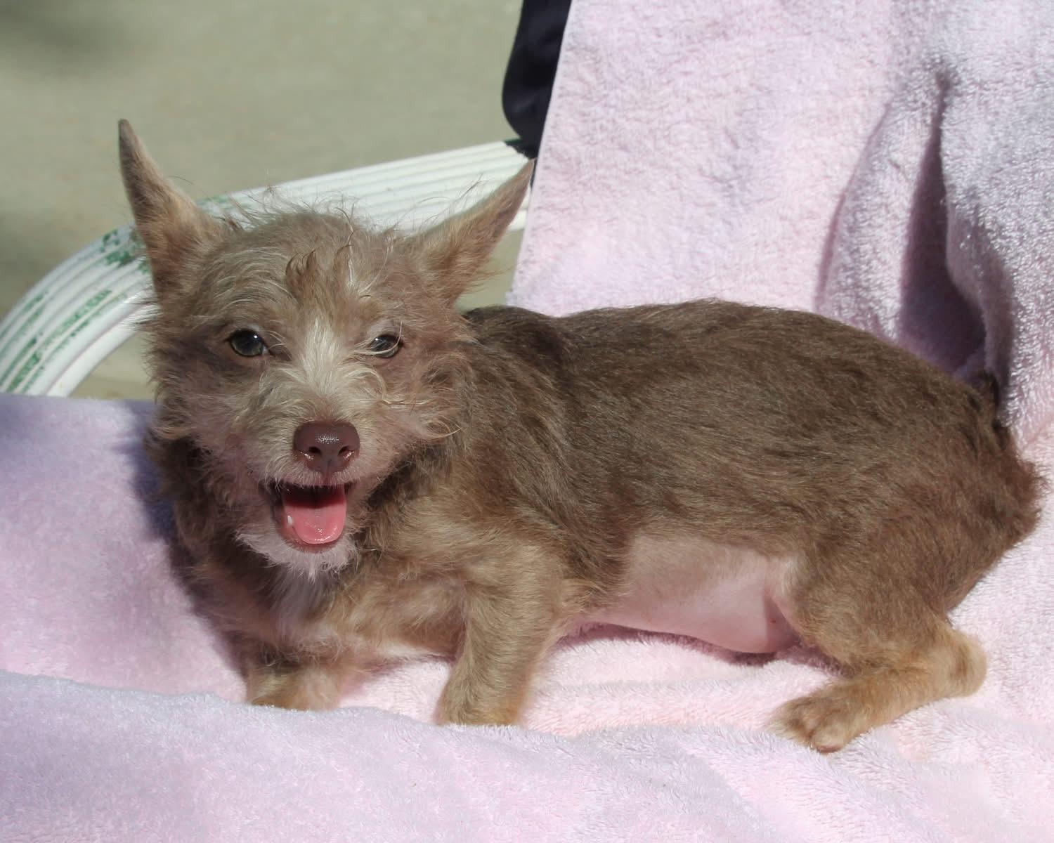 BABY SPICE, a Adoptable mixed breed in Fresno, CA image 2/6