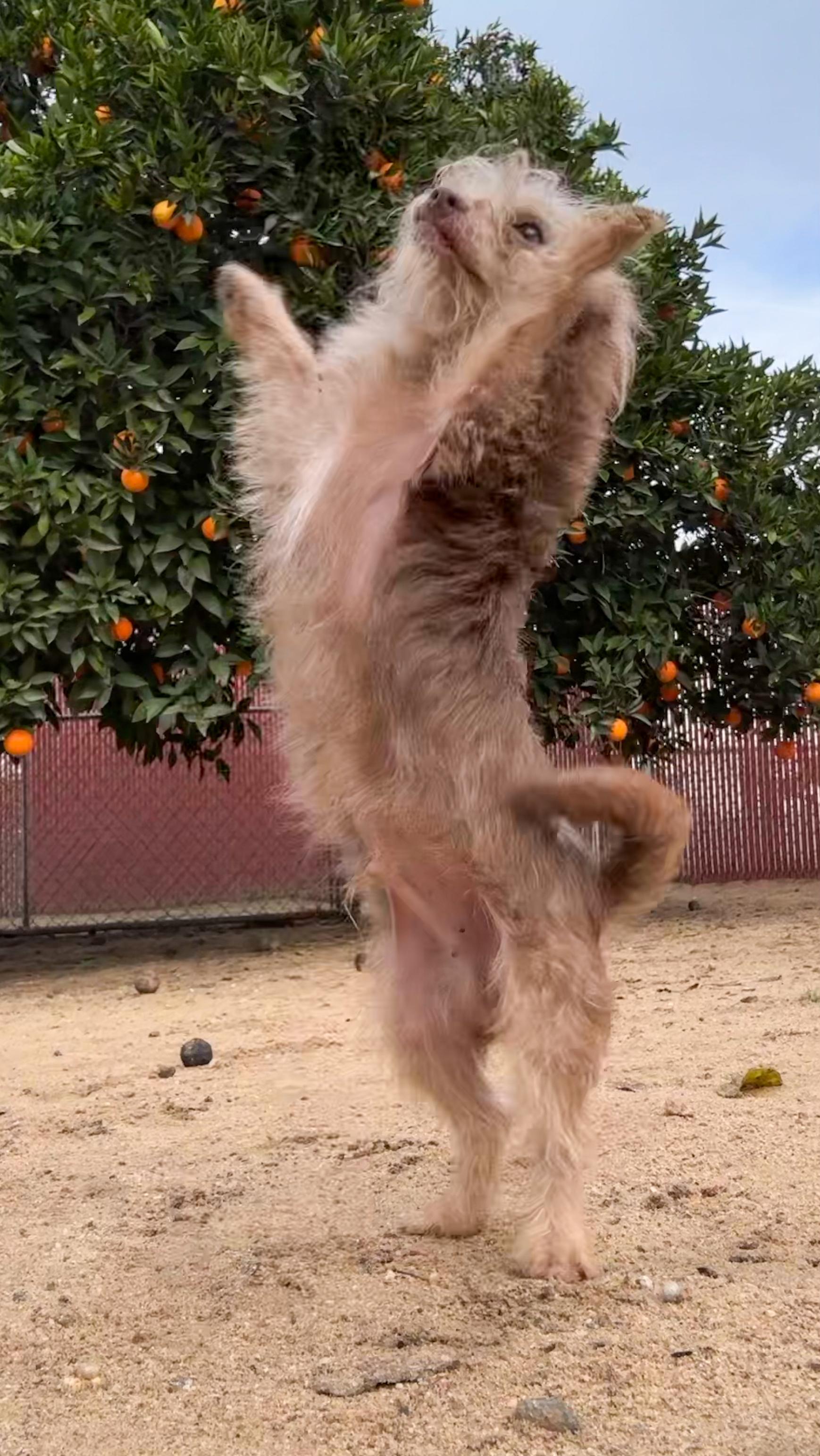 SPICE, an adoptable mixed breed in Fresno, CA image 5/5