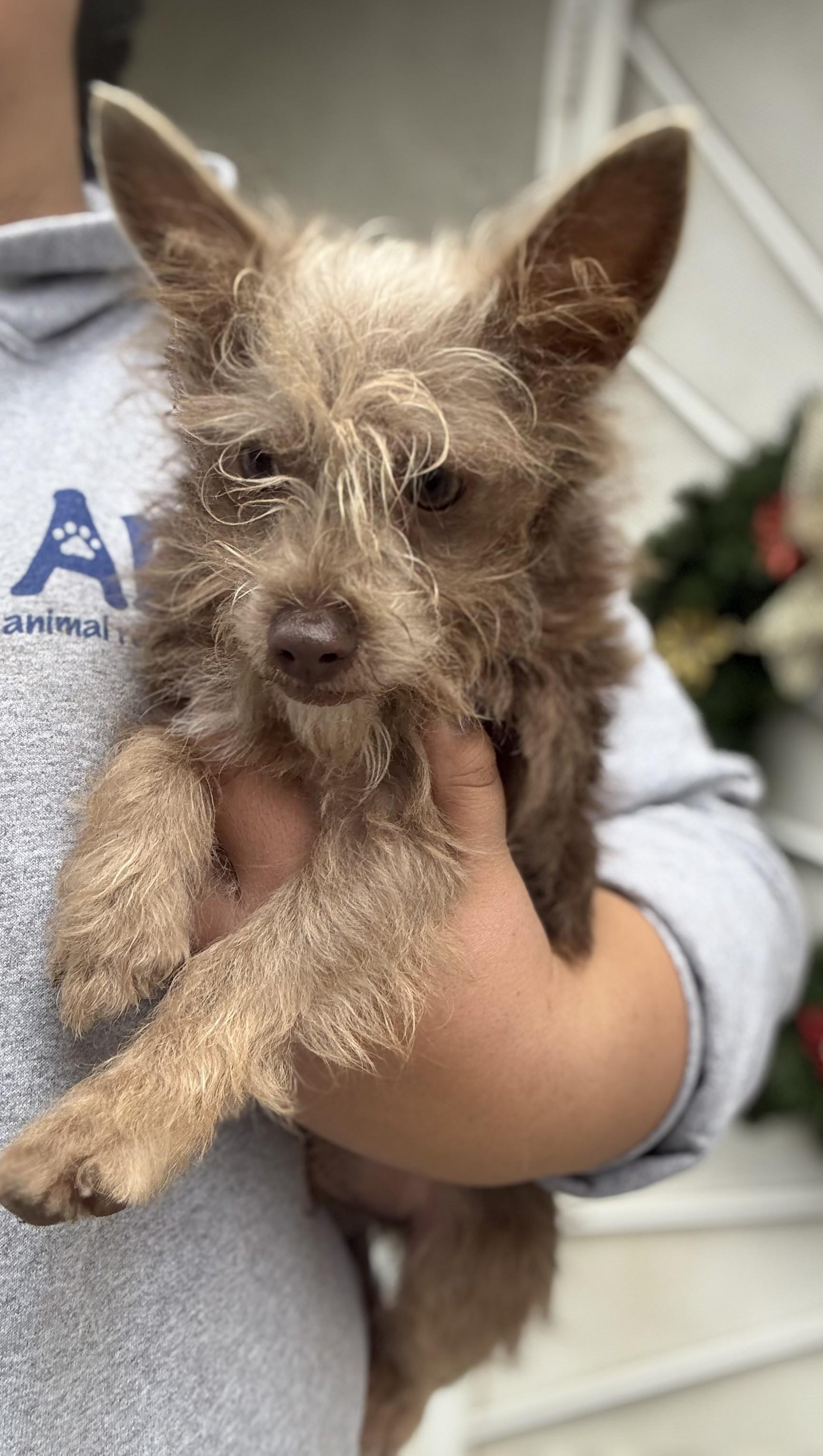 Enlarge SPICE, a Adoptable mixed breed in Fresno, CA image 1/5