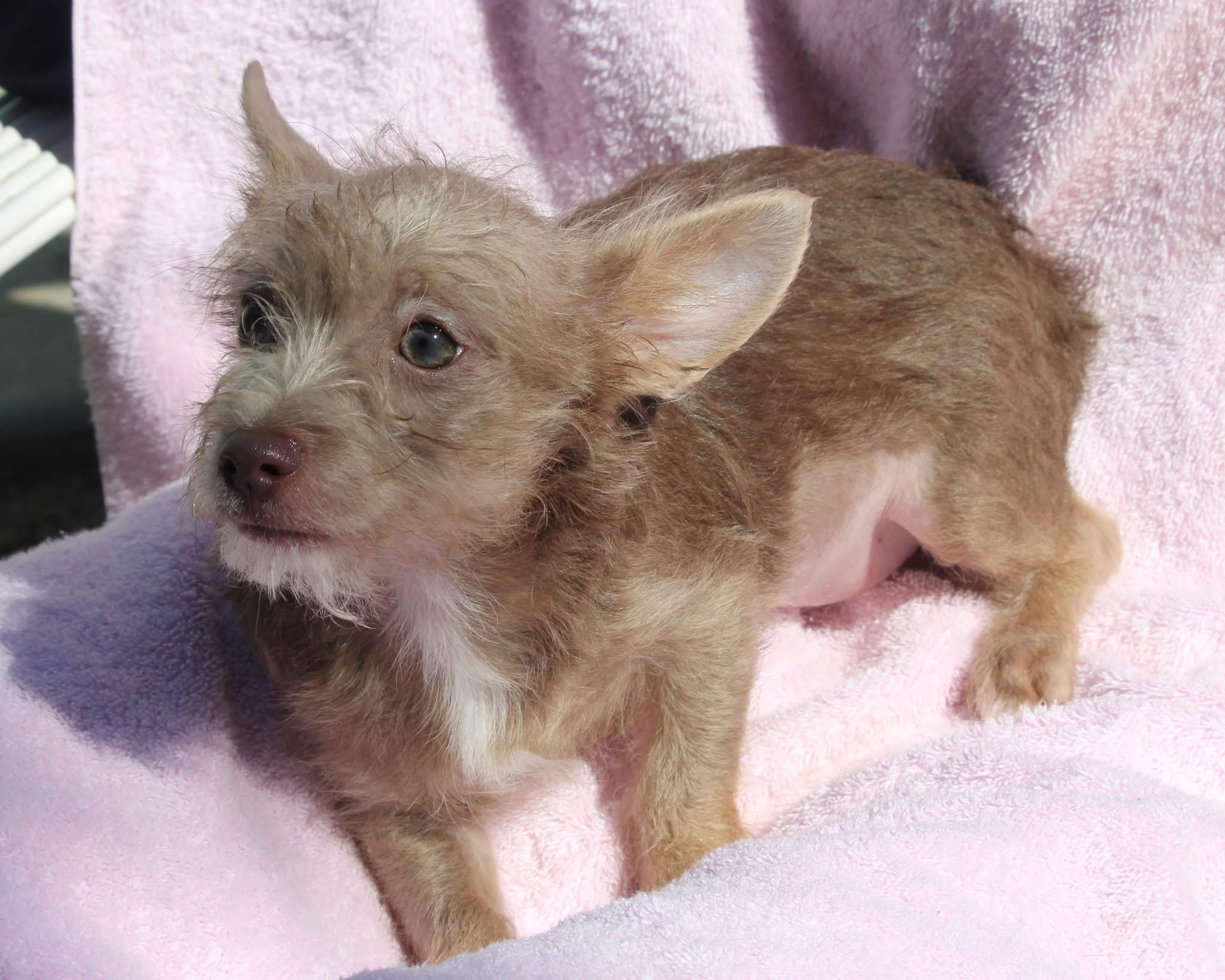 BABY SPICE, a Adoptable mixed breed in Fresno, CA image 5/6