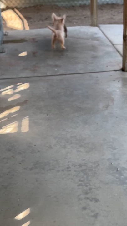 Enlarge BABY SPICE, a Adoptable mixed breed in Fresno, CA video 6/6