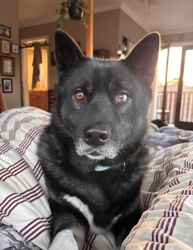 ROMO, Adoptable, Adult Male Siberian Husky.