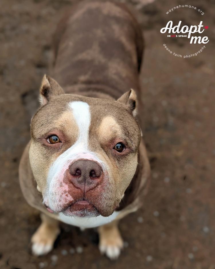 Enlarge Kalisi, an adoptable American Bully in Lyons, NY image 1/3