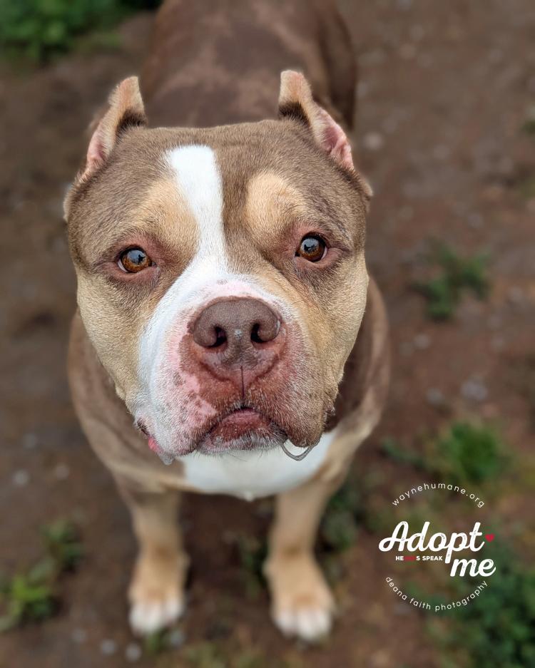 Enlarge Kalisi, an adoptable American Bully in Lyons, NY image 2/3