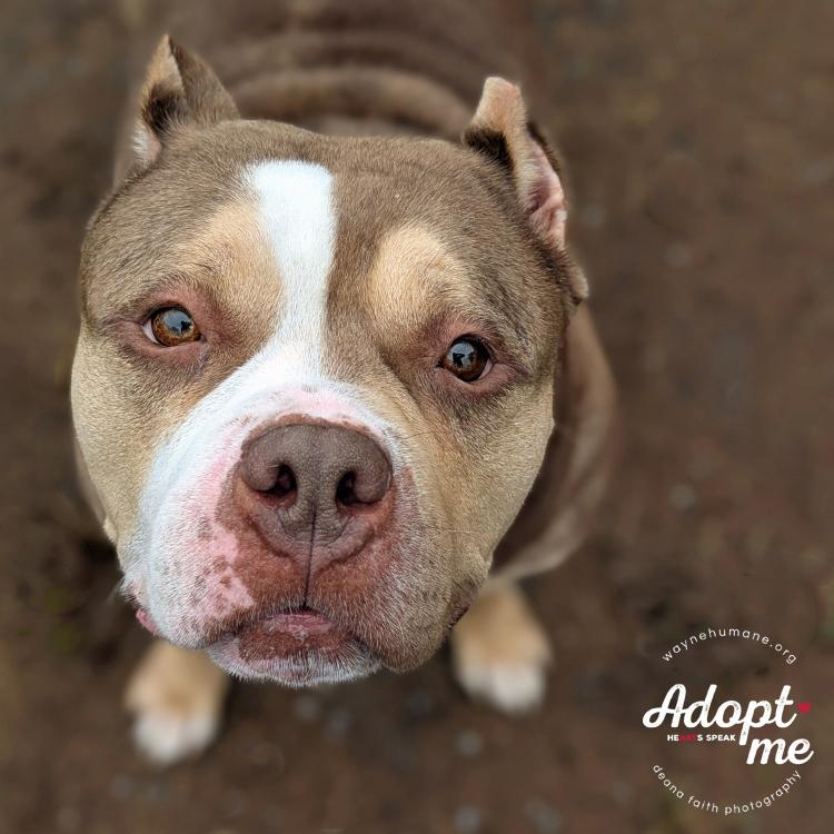 Enlarge Kalisi, an adoptable American Bully in Lyons, NY image 3/3
