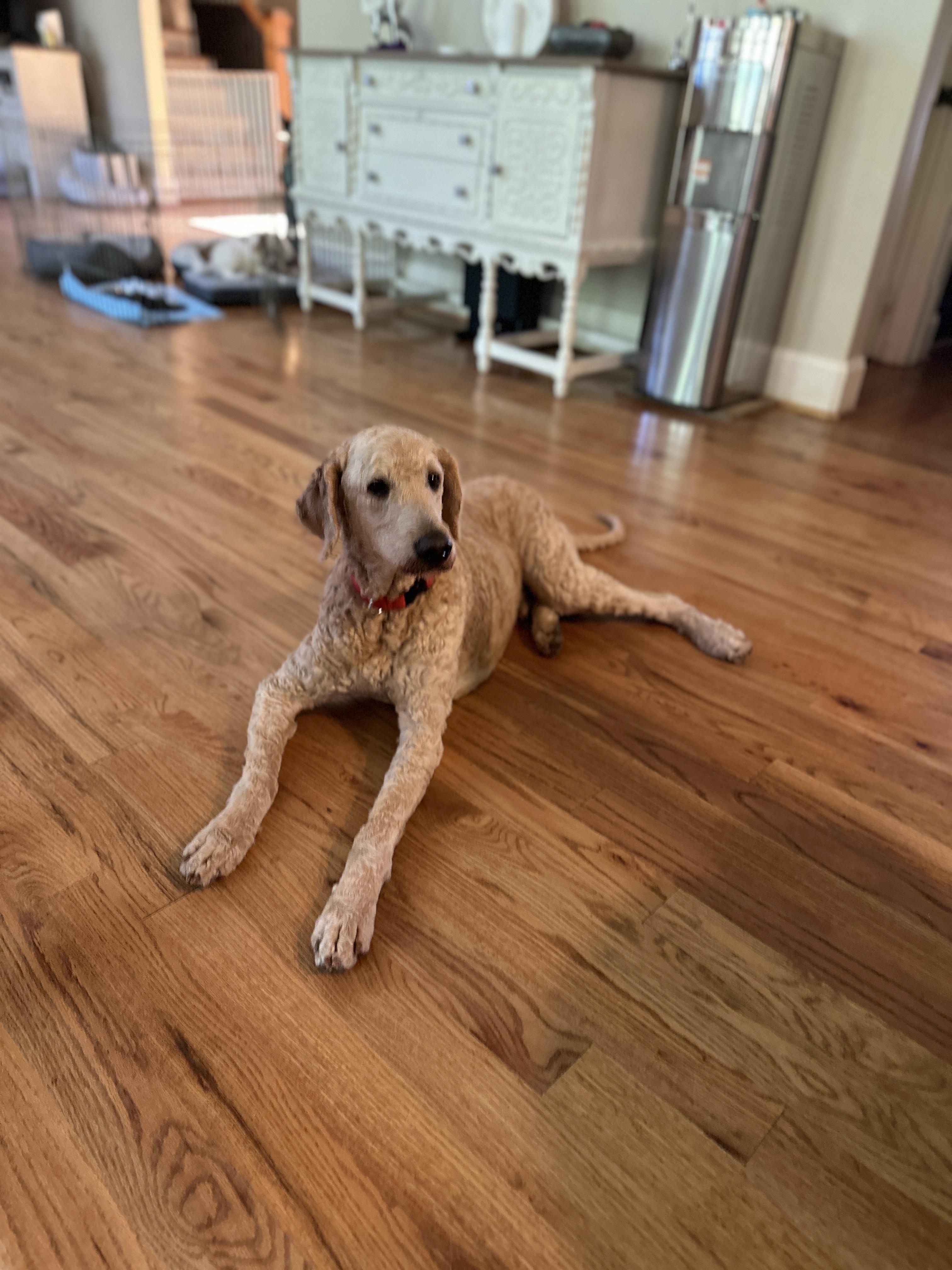 Carlo, an adoptable Labradoodle in Marietta, GA, 30066 | Photo Image 3