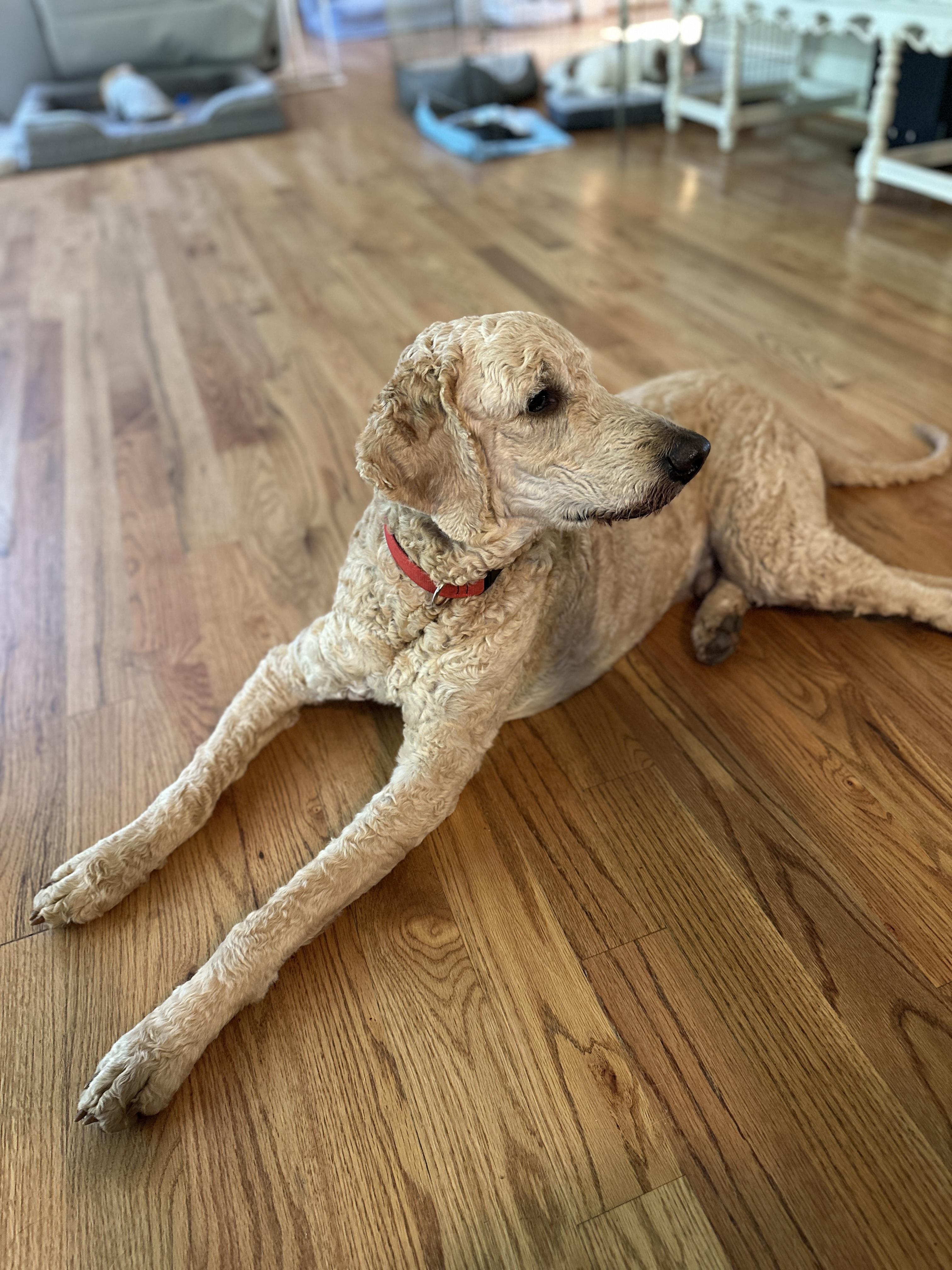 Carlo, an adoptable Labradoodle in Marietta, GA, 30066 | Photo Image 4