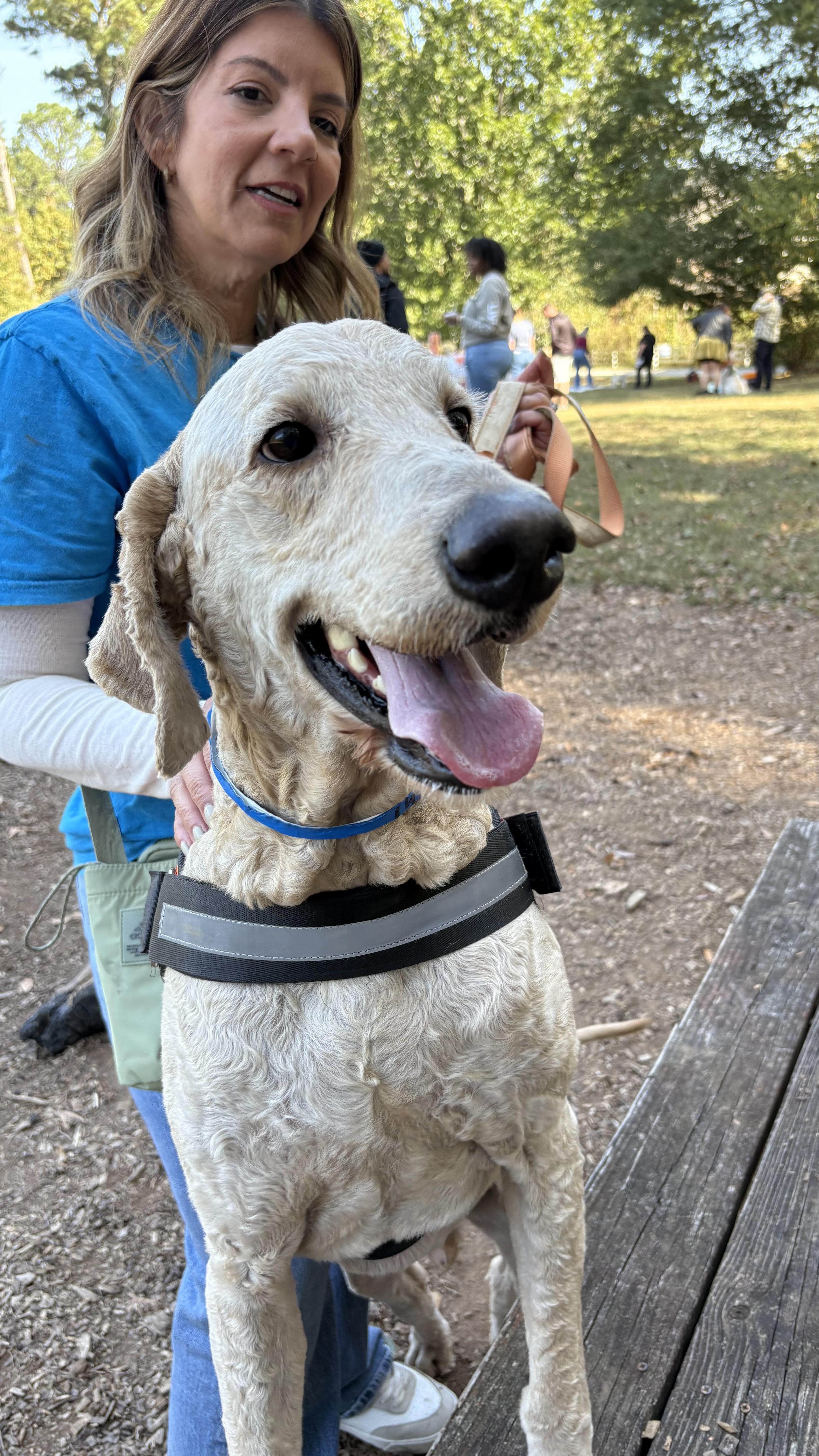 Carlo, Adoptable, Adult Male Labradoodle.