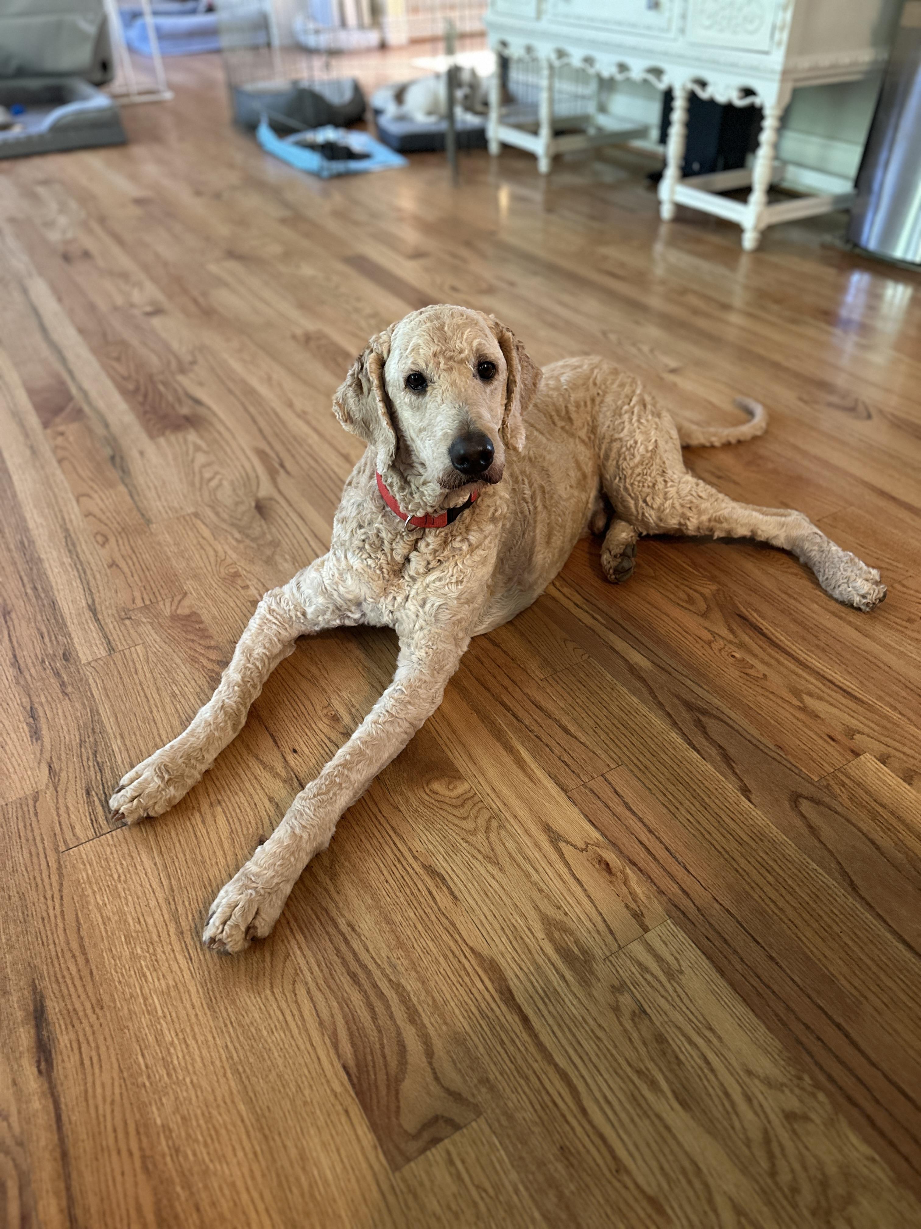 Carlo, an adoptable Labradoodle in Marietta, GA, 30066 | Photo Image 1