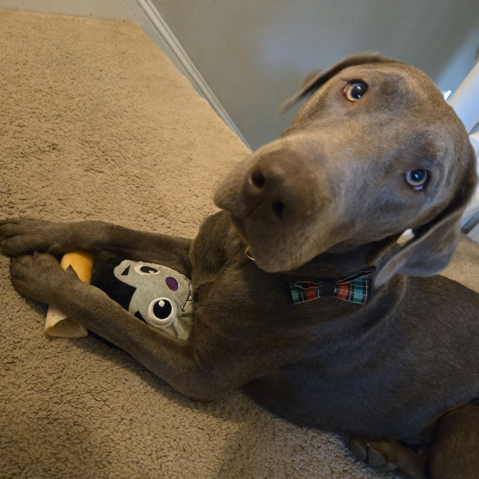 Dale, Adoptable, Adult Male Labrador Retriever & Weimaraner.