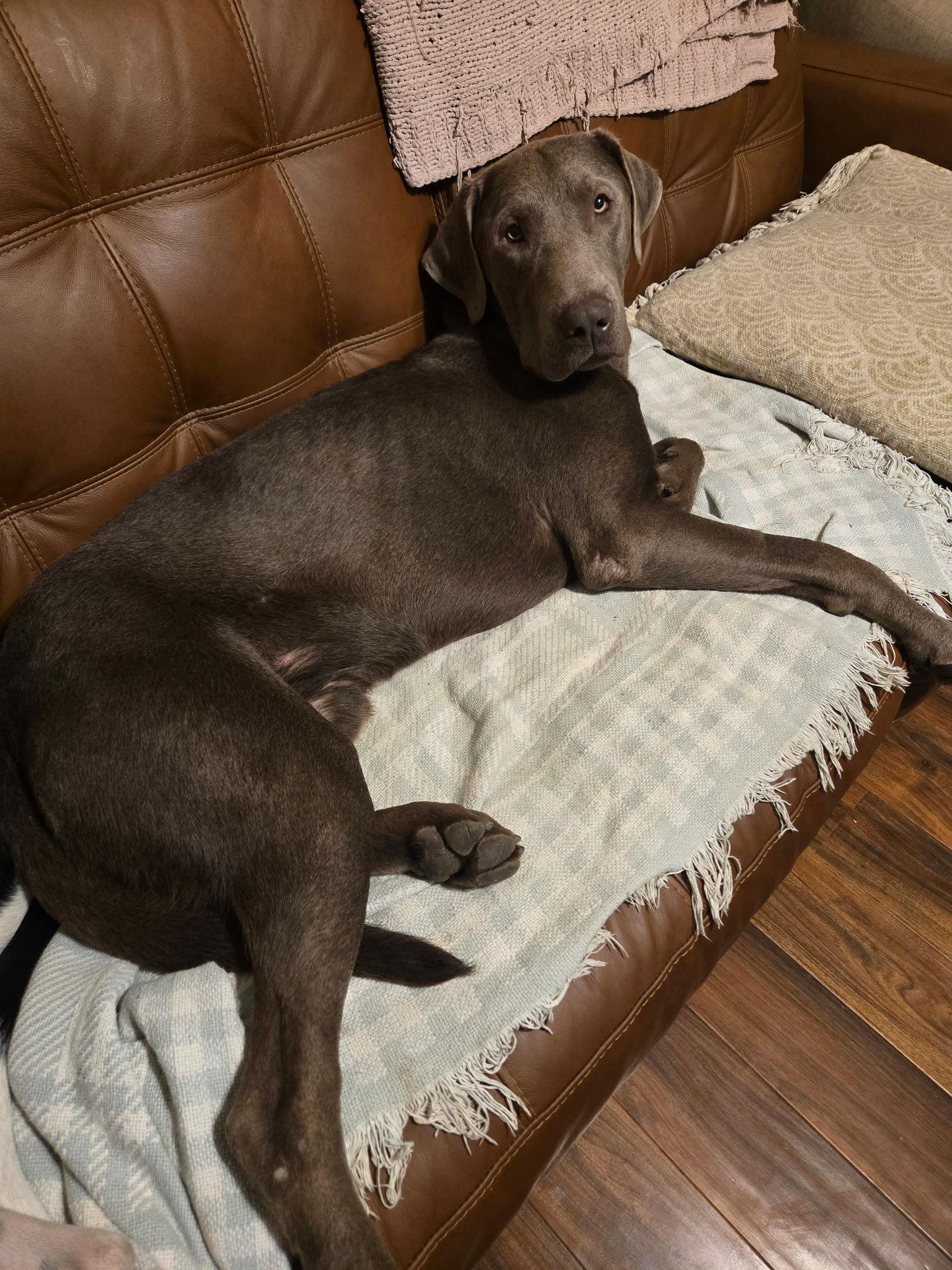 Enlarge Dale, a Adoptable mixed breed in Garner, NC image 3/3