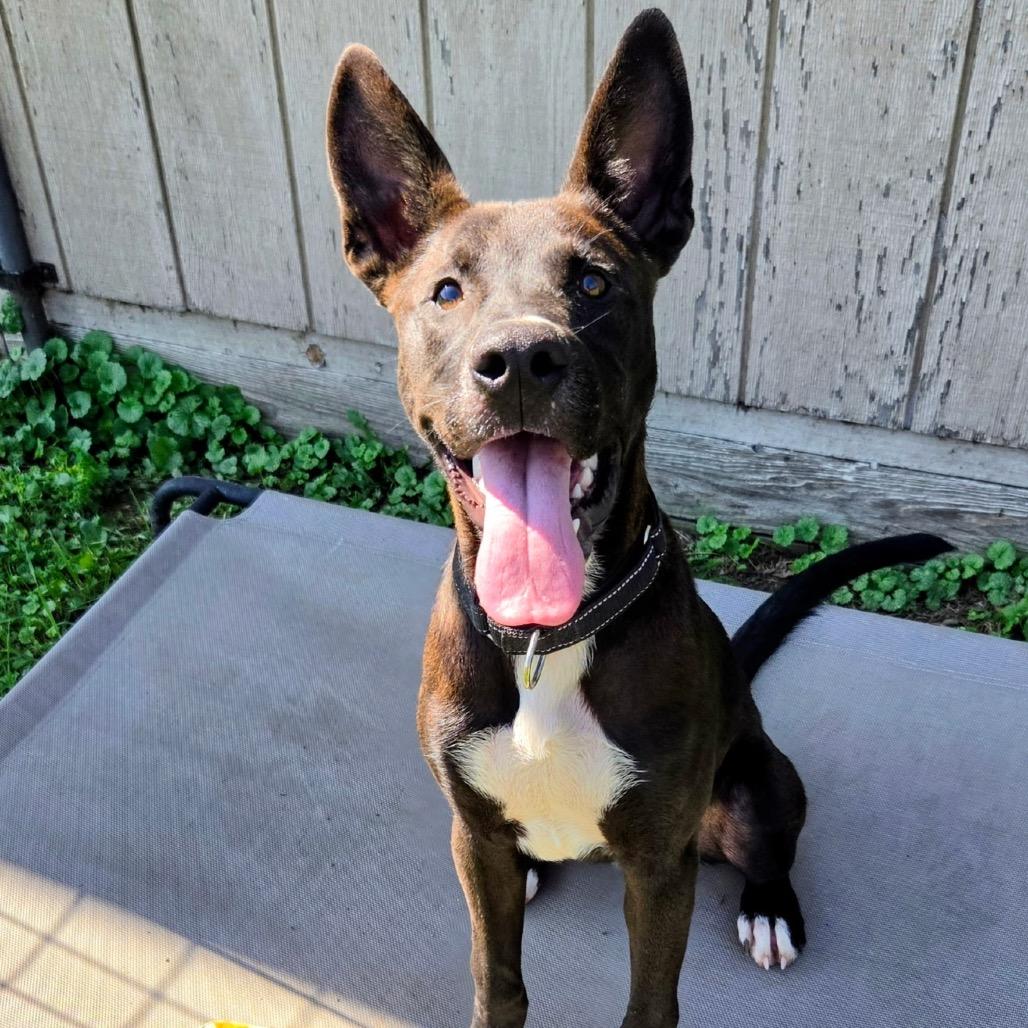 Enlarge Kimchi, a Adoptable mixed breed in Batavia, OH image 1/4