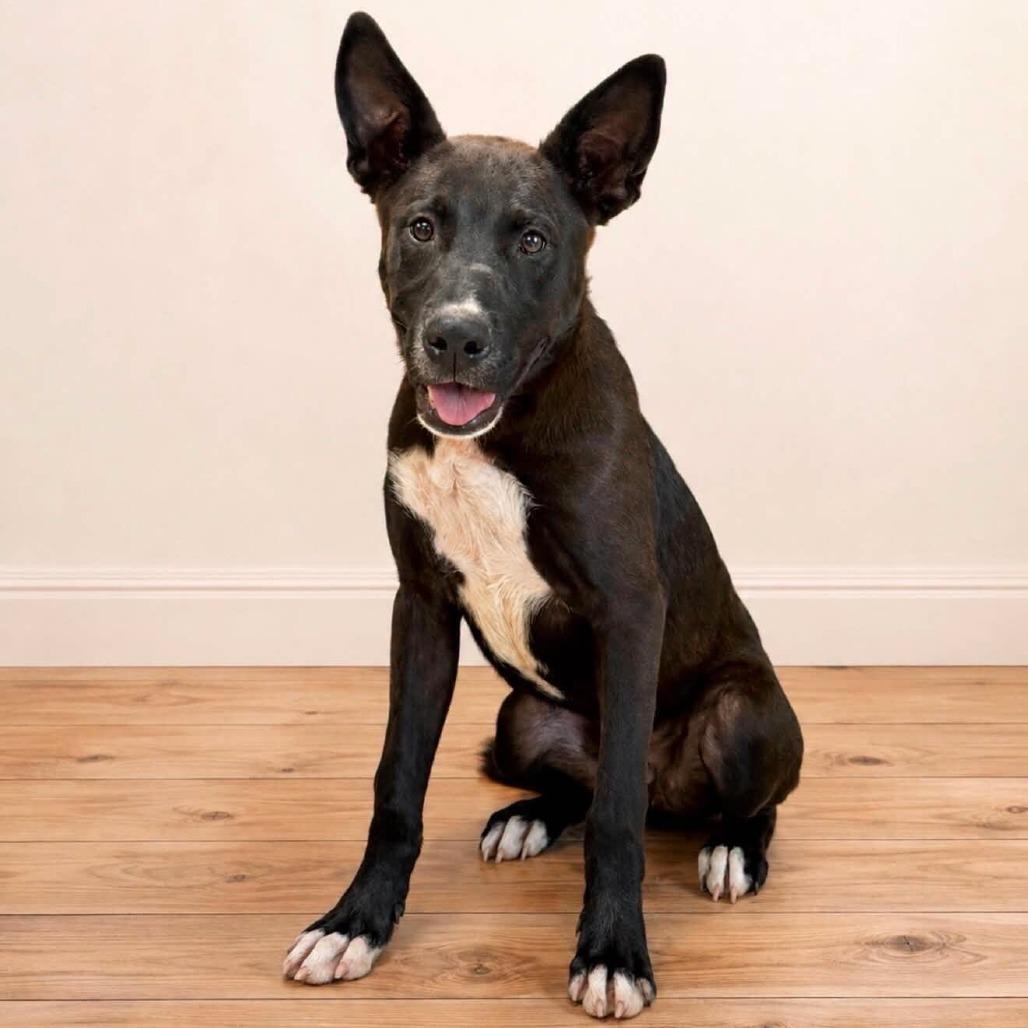 Enlarge Kimchi, a Adoptable mixed breed in Batavia, OH image 2/4