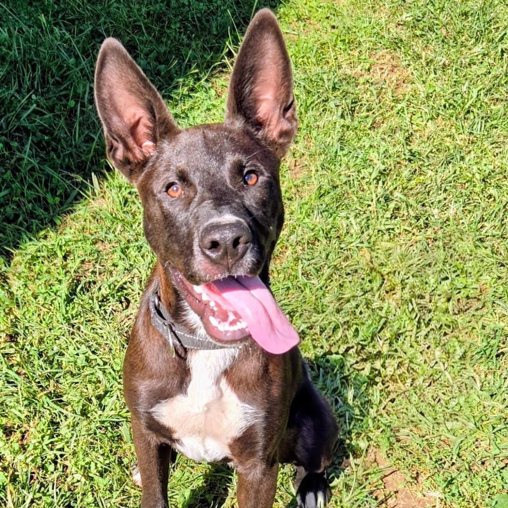 Enlarge Kimchi, a Adoptable mixed breed in Batavia, OH image 3/4