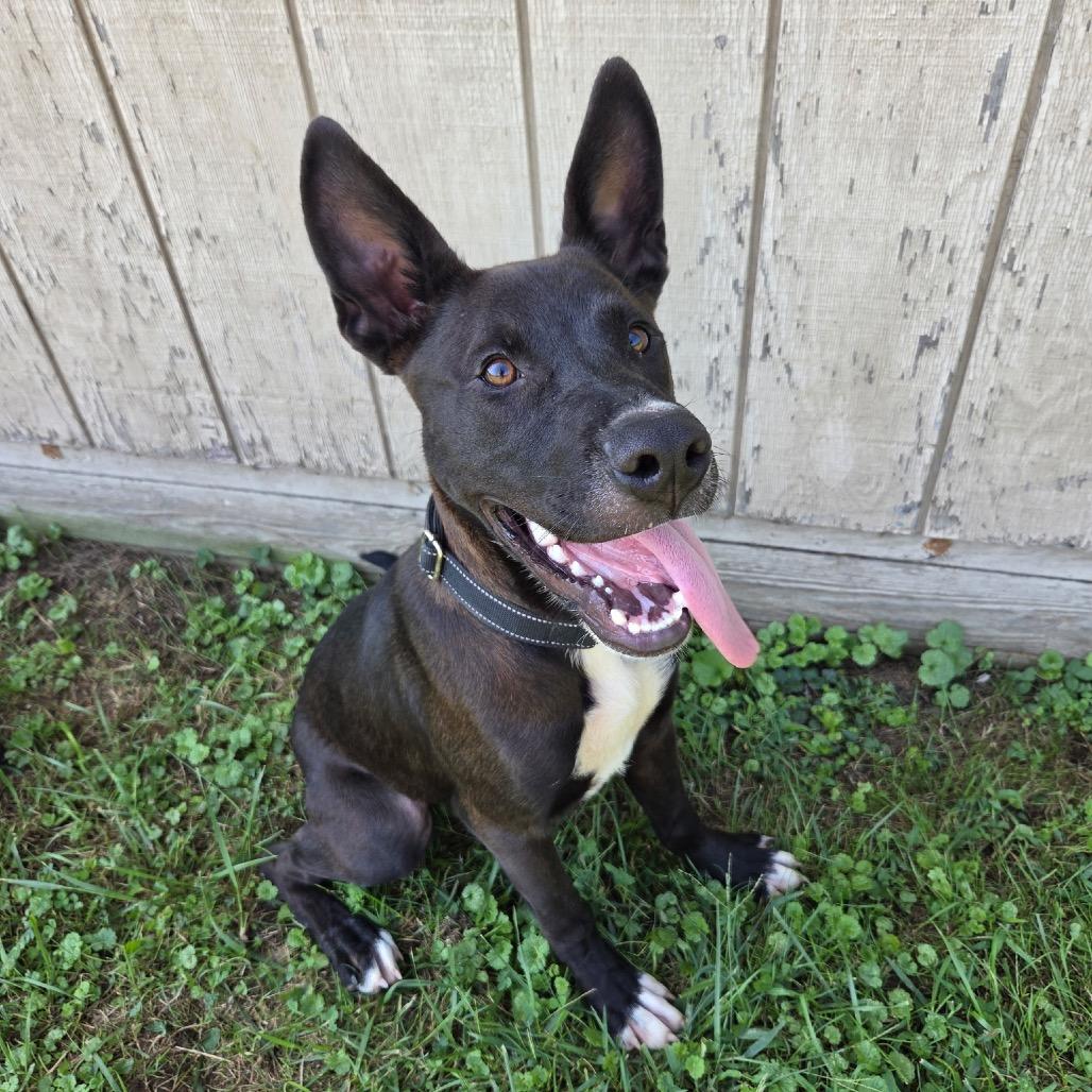 Enlarge Kimchi, a Adoptable mixed breed in Batavia, OH image 4/4