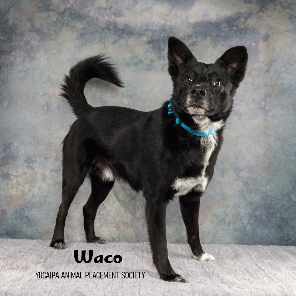 Waco, a Adoptable Mixed Breed in Yucaipa, CA image 1/4