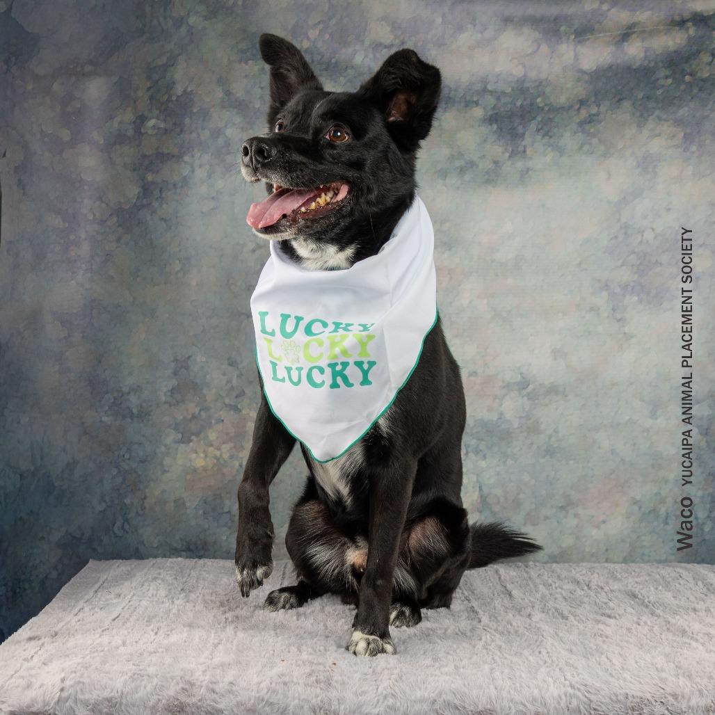 Waco, a Adoptable Mixed Breed in Yucaipa, CA image 2/4