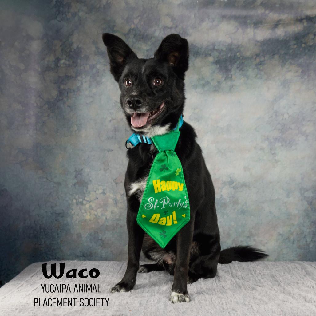 Waco, a Adoptable Mixed Breed in Yucaipa, CA image 3/4