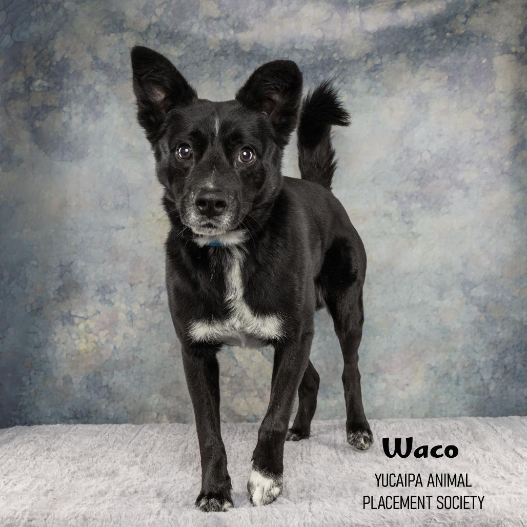 Waco, a Adoptable Mixed Breed in Yucaipa, CA image 4/4