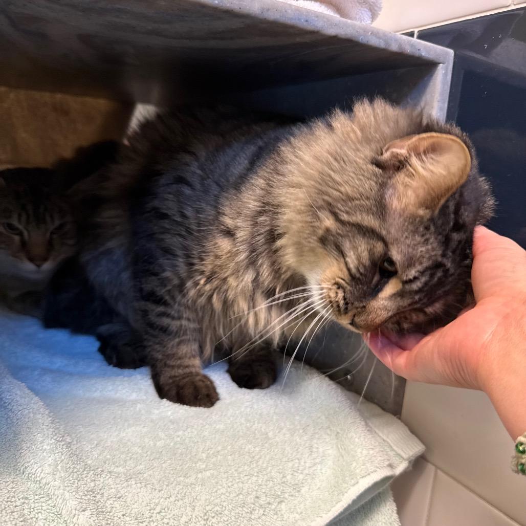 Lightning and Cloudy Cat, Adoptable, Adult Male Domestic Medium Hair.