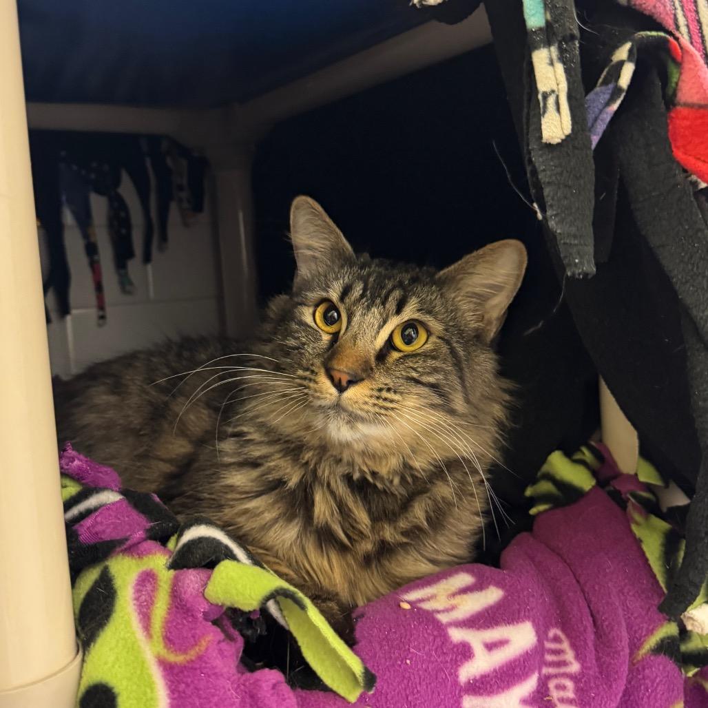 Enlarge Lightning and Cloudy Cat, a Adoptable Domestic Medium Hair in Pittsburgh, PA image 2/5