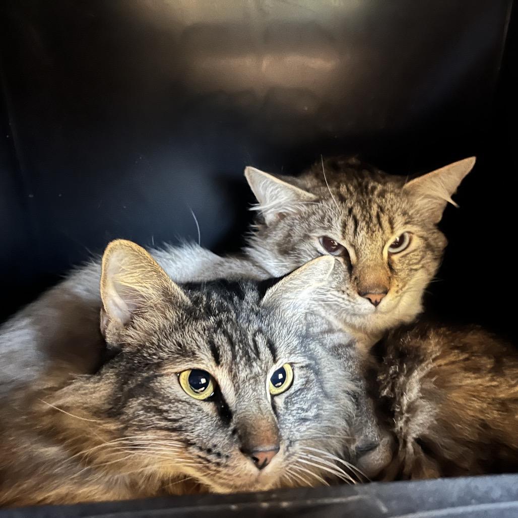 Enlarge Lightning and Cloudy Cat, a Adoptable Domestic Medium Hair in Pittsburgh, PA image 3/5