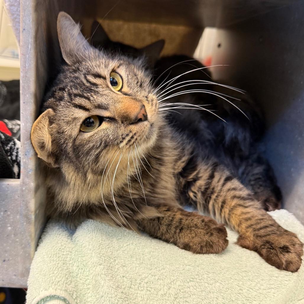 Enlarge Lightning and Cloudy Cat, a Adoptable Domestic Medium Hair in Pittsburgh, PA image 4/5