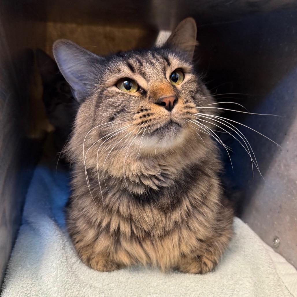 Enlarge Lightning and Cloudy Cat, a Adoptable Domestic Medium Hair in Pittsburgh, PA image 5/5