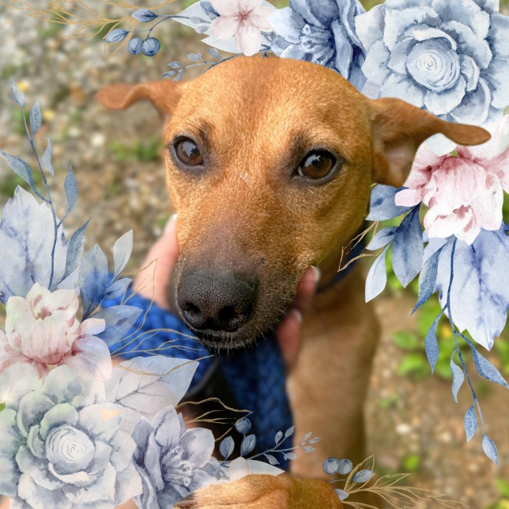 George, Adoptable, Adult Male Terrier.