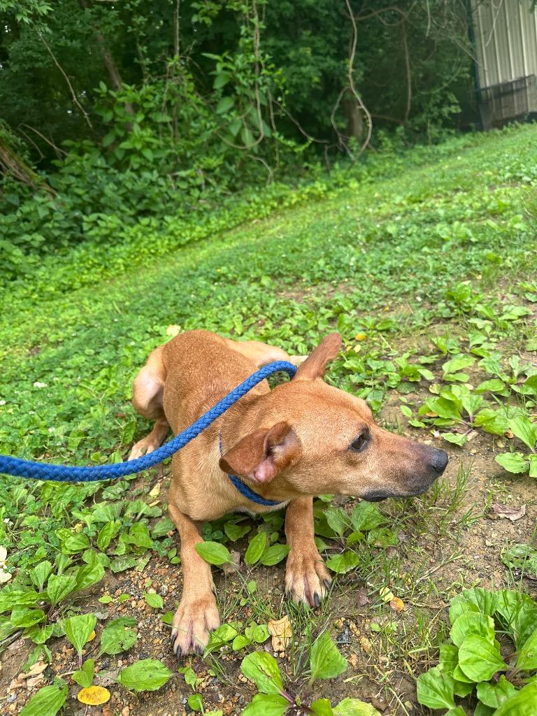 George, Adoptable, Adult Male Terrier.