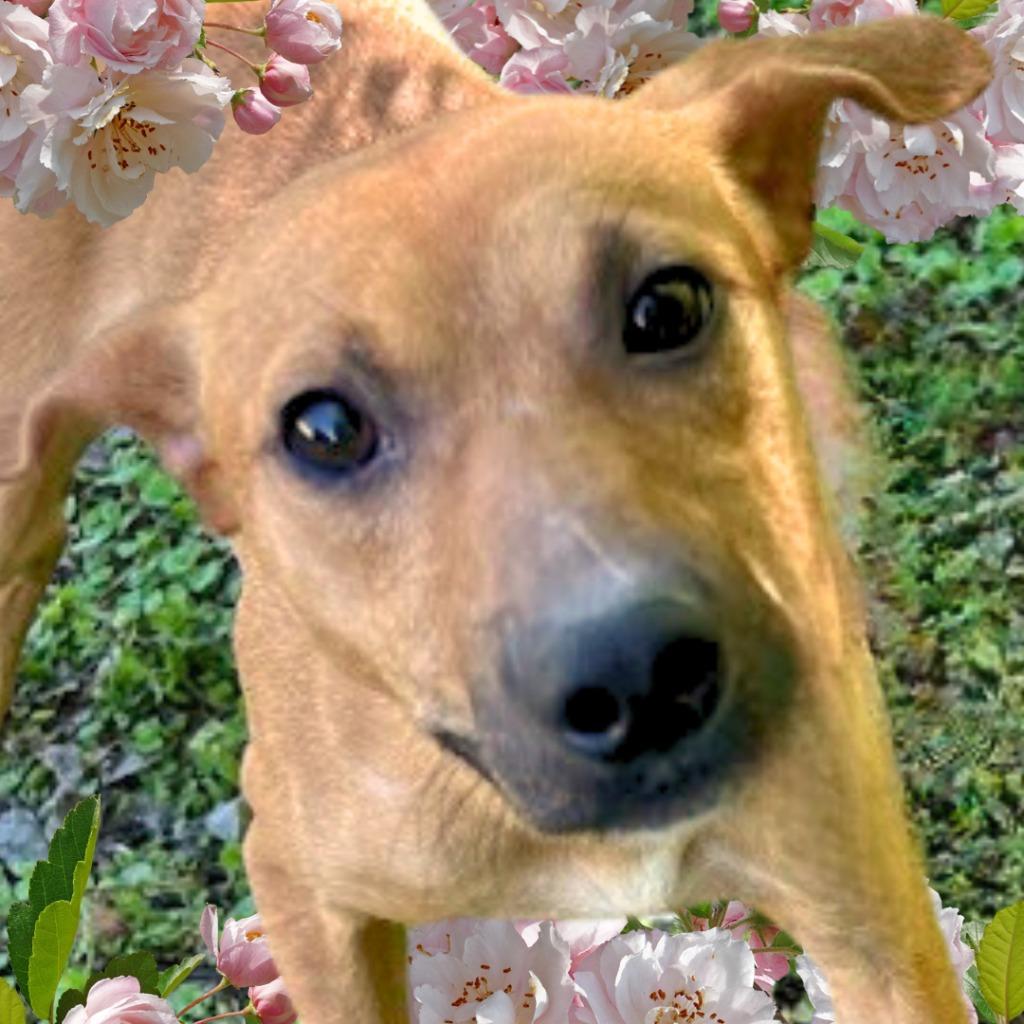 George, a Adoptable Terrier in Lawrenceburg, TN image 2/6