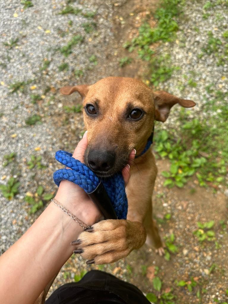 George, a Adoptable Terrier in Lawrenceburg, TN image 3/6