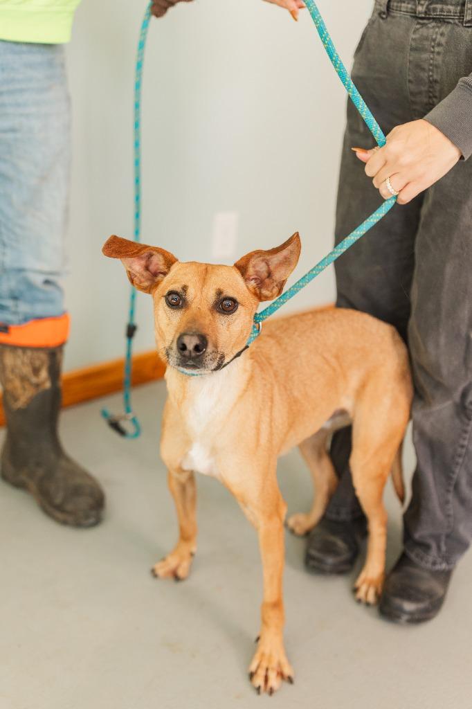 George, a Adoptable Terrier in Lawrenceburg, TN image 3/6