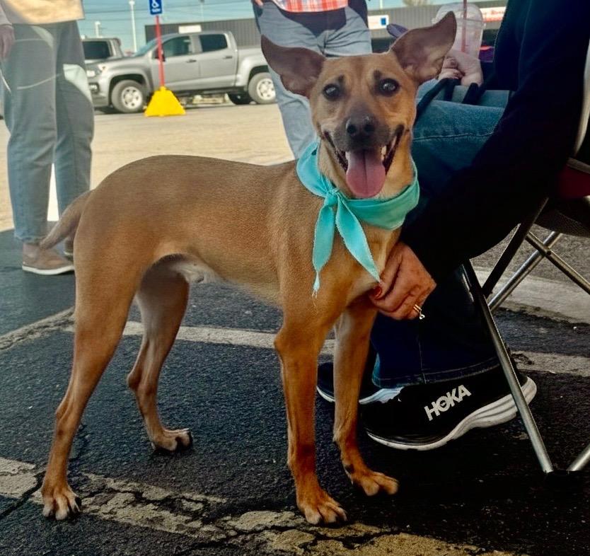 George, a Adoptable Terrier in Lawrenceburg, TN image 4/6