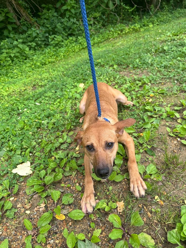 George, a Adoptable Terrier in Lawrenceburg, TN image 4/6