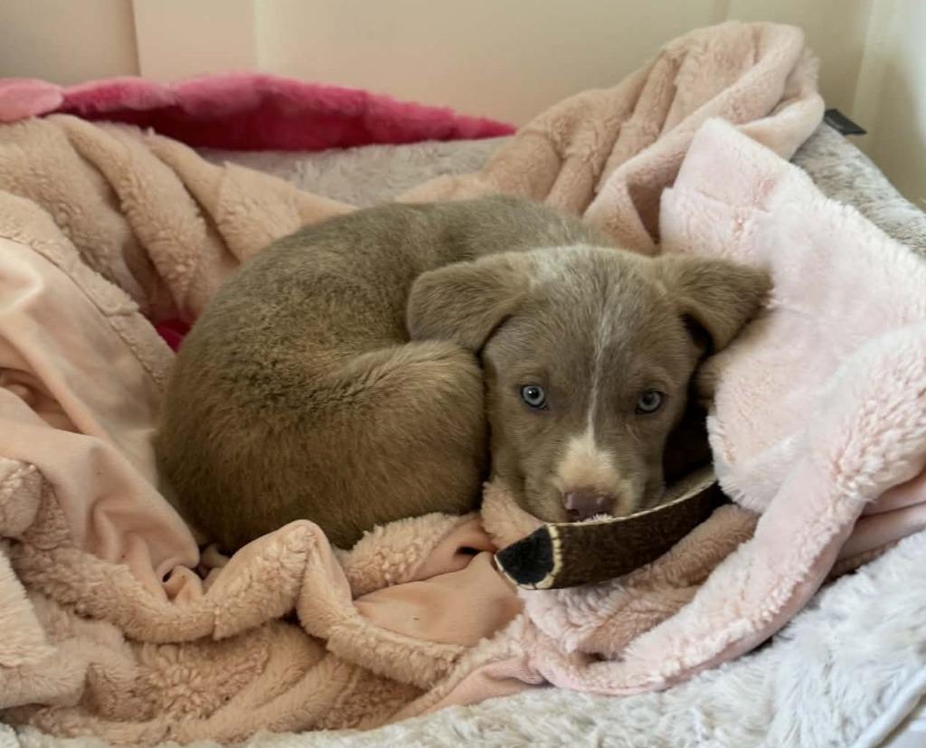 Goldie, Adoptable, Puppy Female Labrador Retriever.