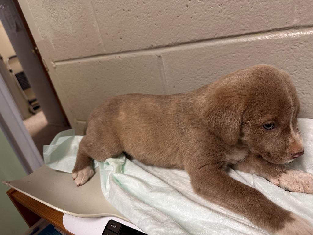 Goldie, Adoptable, Puppy Female Labrador Retriever.