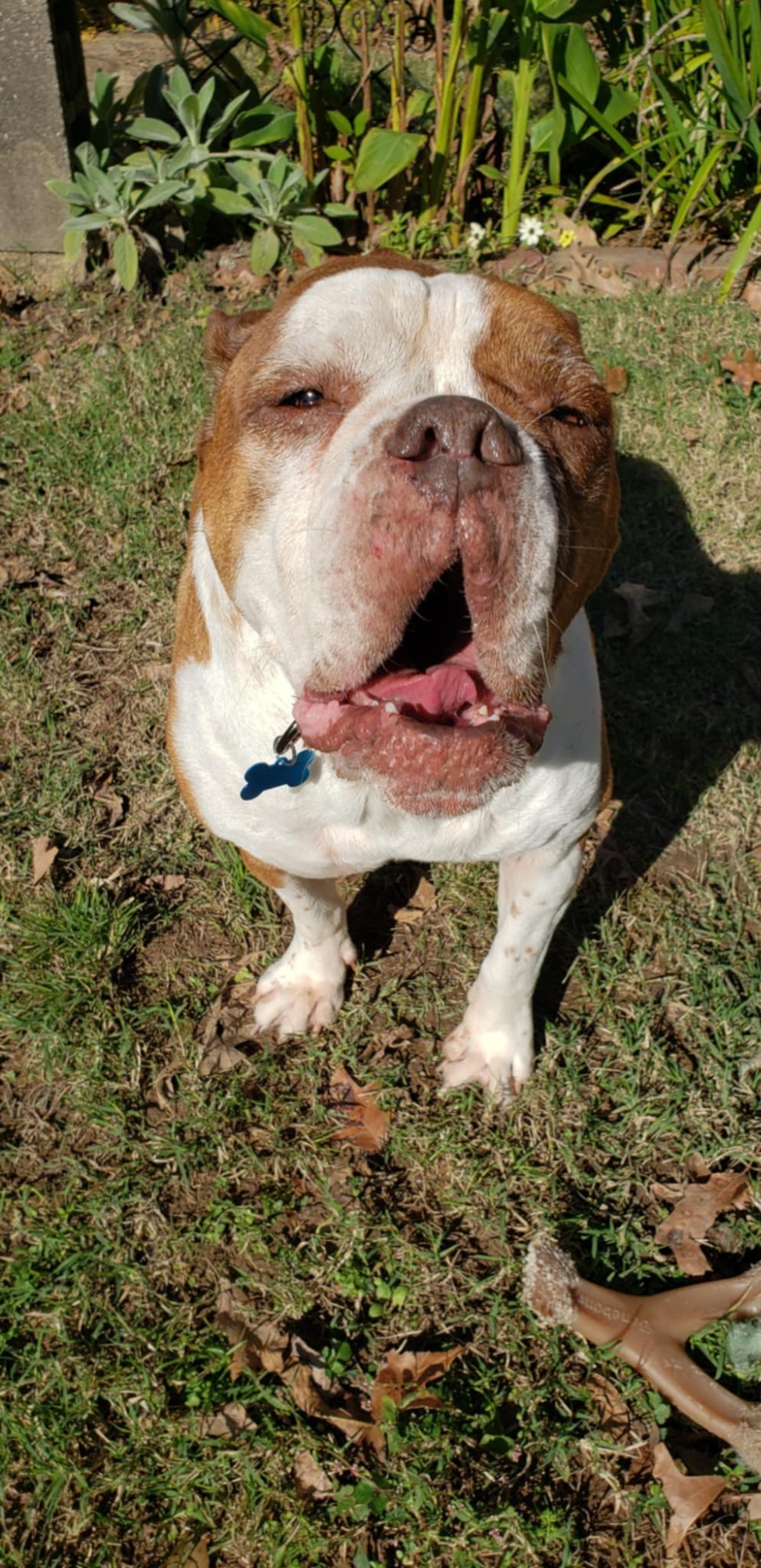 Enlarge RubyLu, a Adopted English Bulldog in Memphis, TN image 2/2