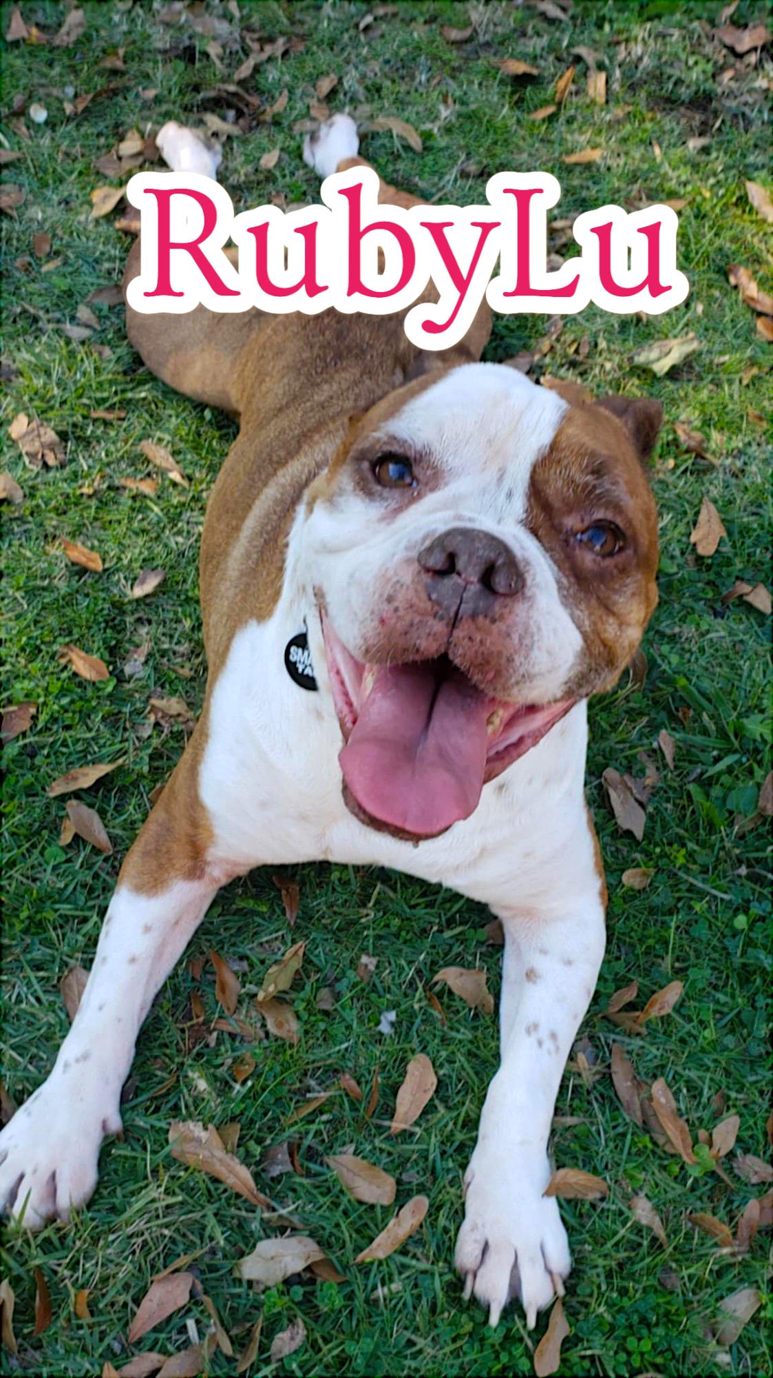 Enlarge RubyLu, a Adopted English Bulldog in Memphis, TN image 1/2