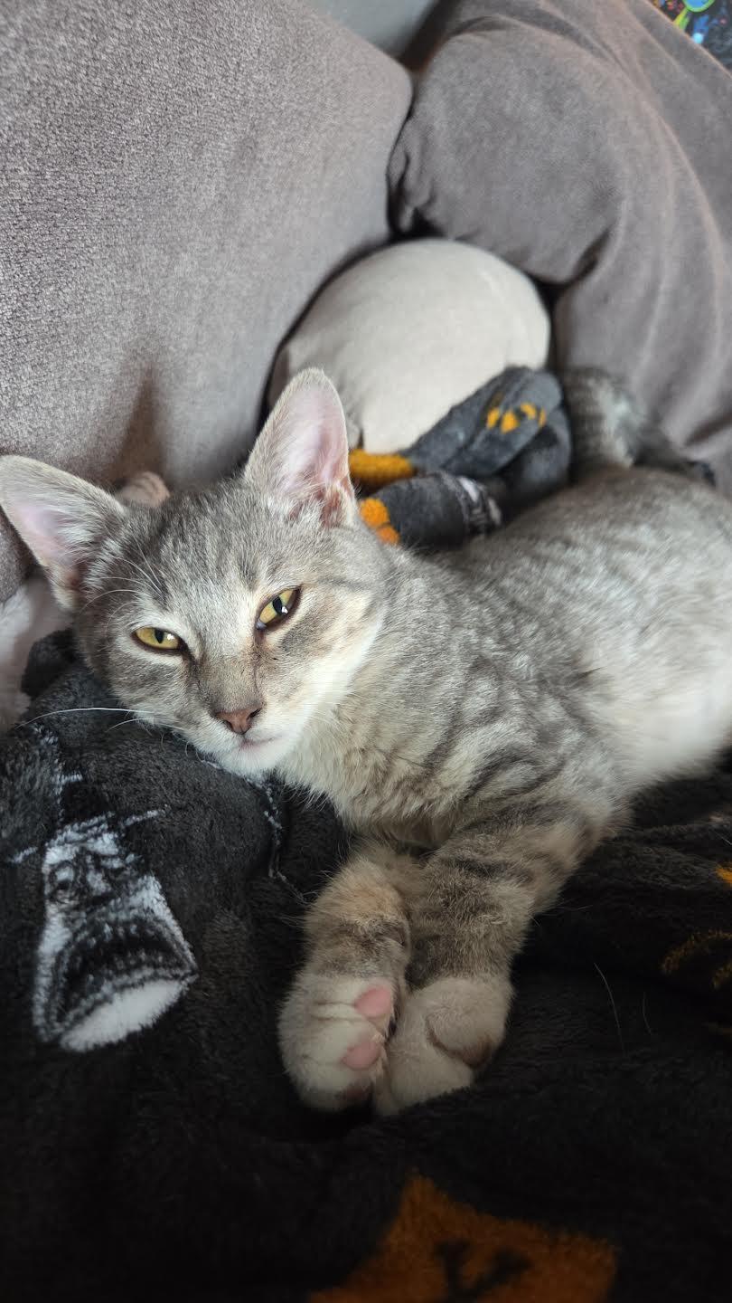 Finnegan, Adopted, Kitten Male Domestic Short Hair & Tabby.
