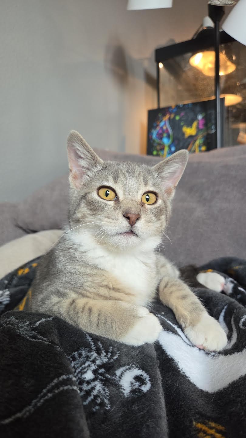 Enlarge Finnegan, a Adopted mixed breed in Mankato, MN image 2/3