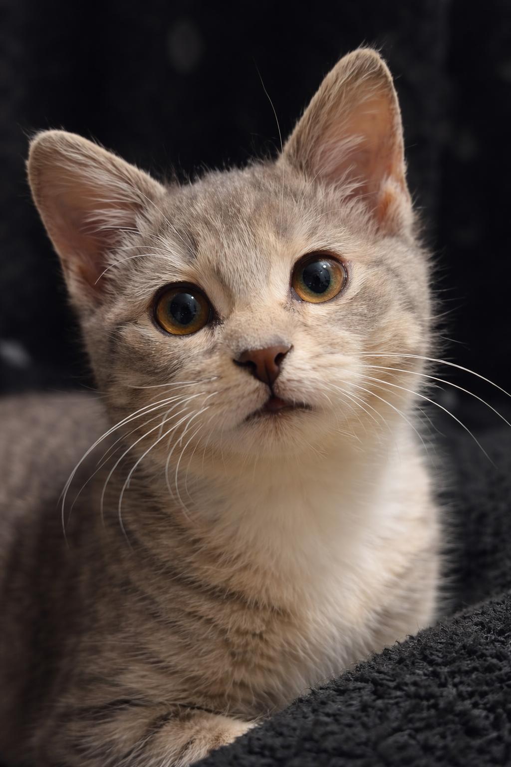 Enlarge Finnegan, a Adopted mixed breed in Mankato, MN image 3/3