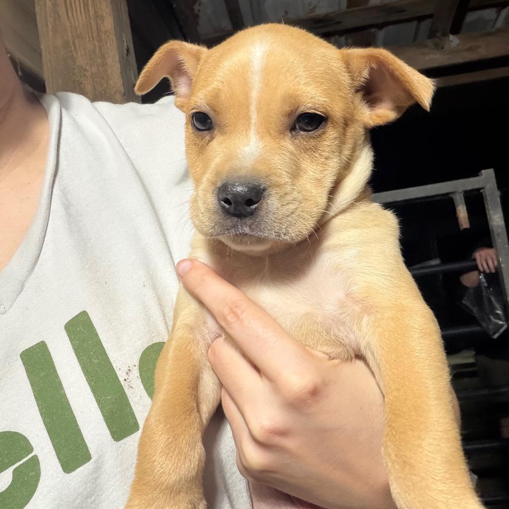 Enlarge CT Chicken Noodle, a Adoptable mixed breed in Stormville, NY image 1/3