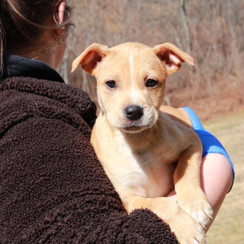 Enlarge CT Chicken Noodle, a Adoptable mixed breed in Stormville, NY image 2/3